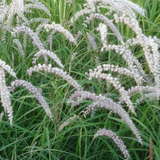 6 x herbe à plumes - Pennisetum orientale « Tall Tails » | Pot 9 cm x 9 cm