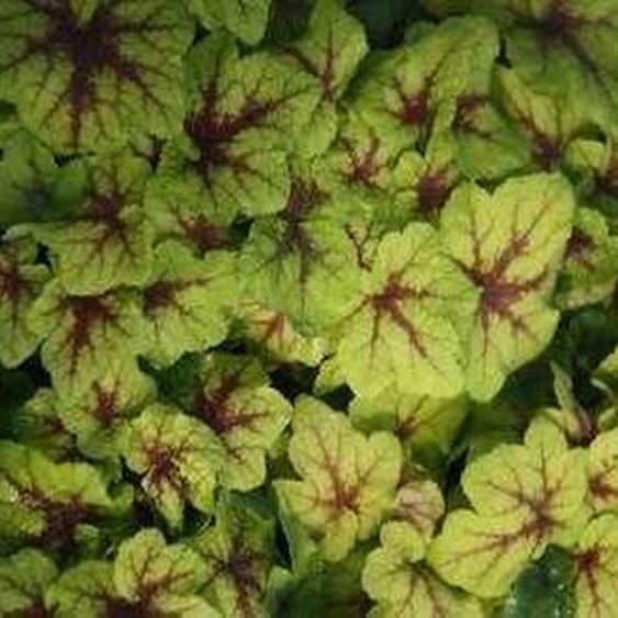 6 x Heucherella hybr. Art Nouveau® - Fleur décume bâtarde - pot 9 x 9 cm