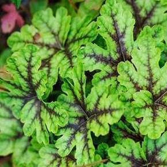 6 x Heucherella hybr. Tapestry® - Fleur de mousse bâtarde - pot 9 x 9 cm