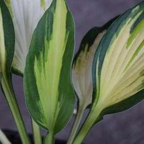 6 x Hosta hybr. Color Festival - Hosta - pot 9 x 9 cm