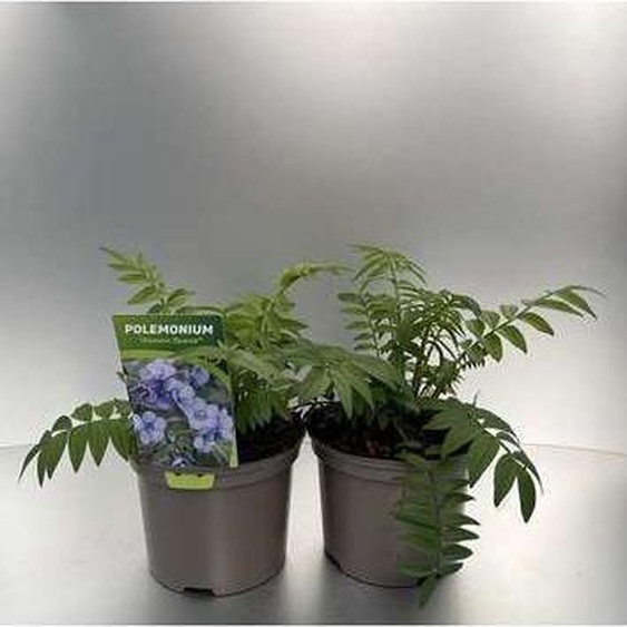 6 x Polemonium caer. Heaven Scent® - Jakobsleiter - Topf 9 x 9 cm