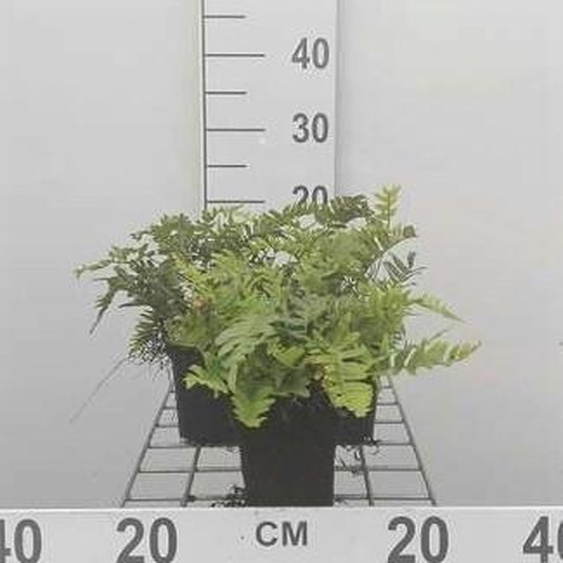 6 x Polystichum Shiny Holy Fern (spiny holy) - Fougère sacrée brillante - pot 9 x 9 cm