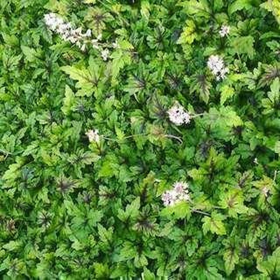 6 x Tiarella hybr. Sugar & Spice® - fleur en mousse - pot 9 x 9 cm