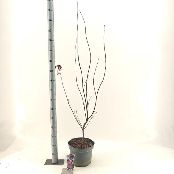 Acer pal. « Bloodgood » - Érable plane | 60-70 cm en pot