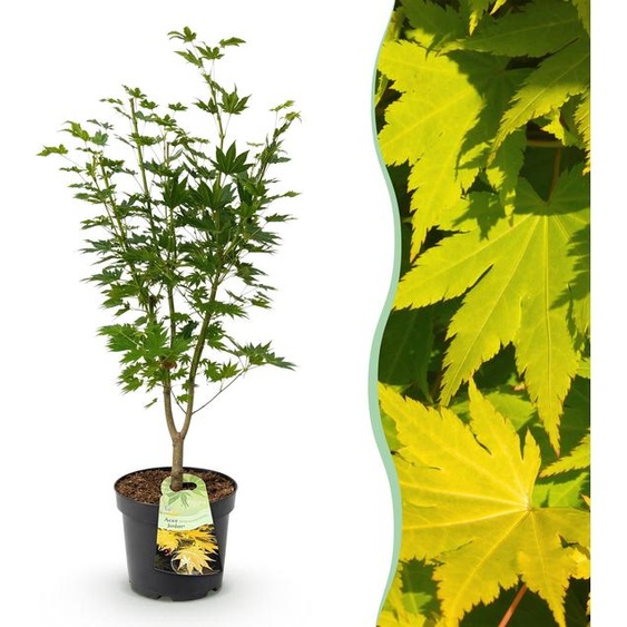 Acer palmatum Jordan - Érable japonais - Feuilles caduques - Jaune - 80-90cm - Ø26cm - Plante de jardin