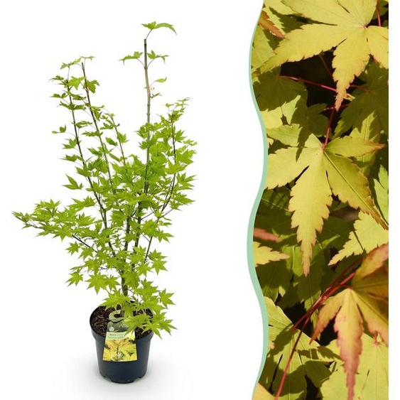 Acer palmatum Summergold - Érable japonais - Feuilles caduques - Jaune - 80-90cm - Ø26cm - Plante de jardin