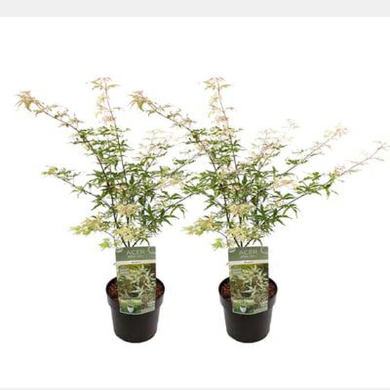 Acer palmatum Ukigumo - Set de 2 - Erable du Japon - ¿19cm - Hauteur 50-60cm