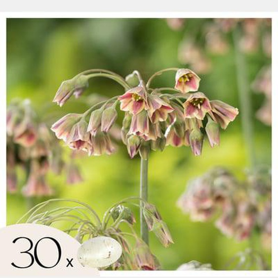 Ail - Set de 30 - Allium Nectaroscordum - Bulbes à fleurs - Rose