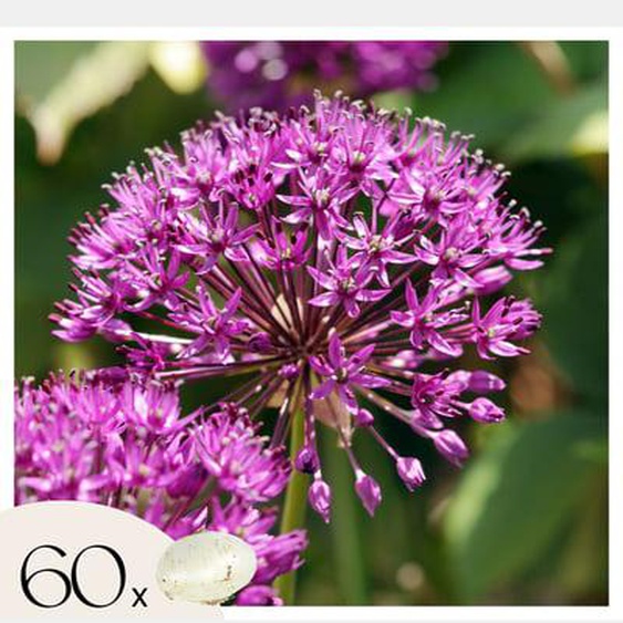 Ail - Set de 60 - Allium Purple Sensation - Bulbes à fleurs - Violet