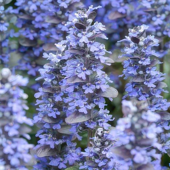 Ajuga reptans « Burgundy Glow » – 24 plantes – 10-25 cm – Ø9 cm – Bugle rampante – Couverture végétale colorée à fleurs bleues – Facile dentretien et résistante au froid – Pour lombre et la mi-ombre