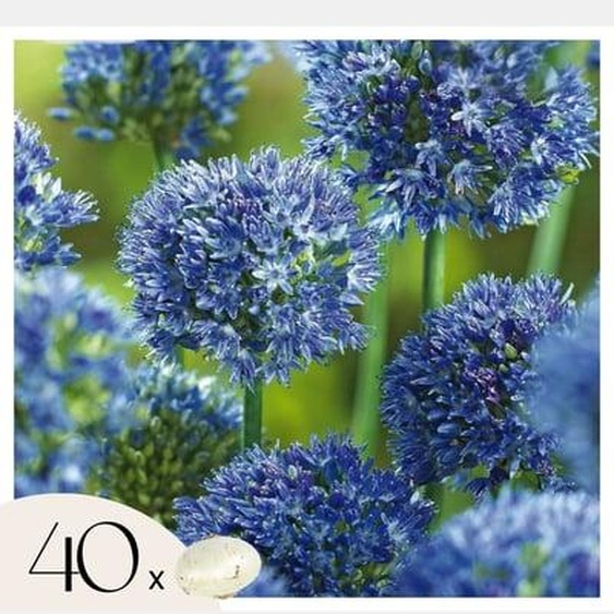 Allium Caeruleum - Bulbos x40 - Allium Azul Celeste - Bulbos de Flores