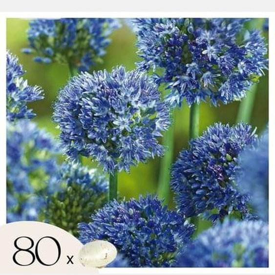 Allium Caeruleum - Bulbos x80 - Allium Azul Celeste - Bulbos de Flores