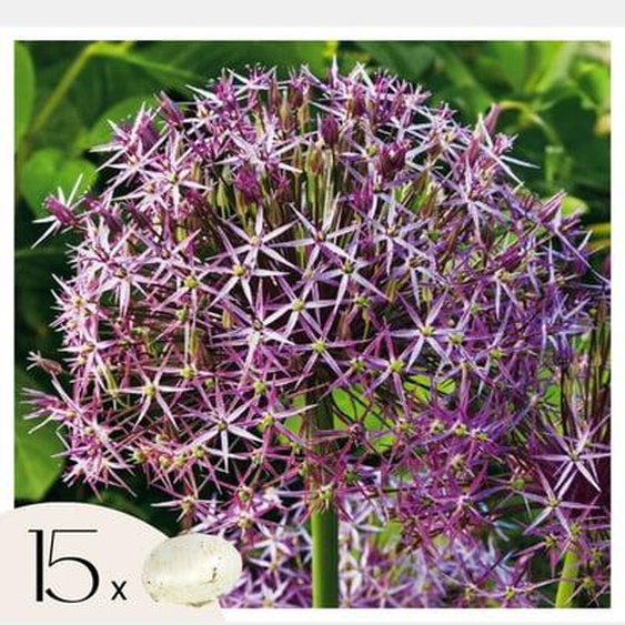 Allium Christophii - Bulbes de fleurs x15 - Violet