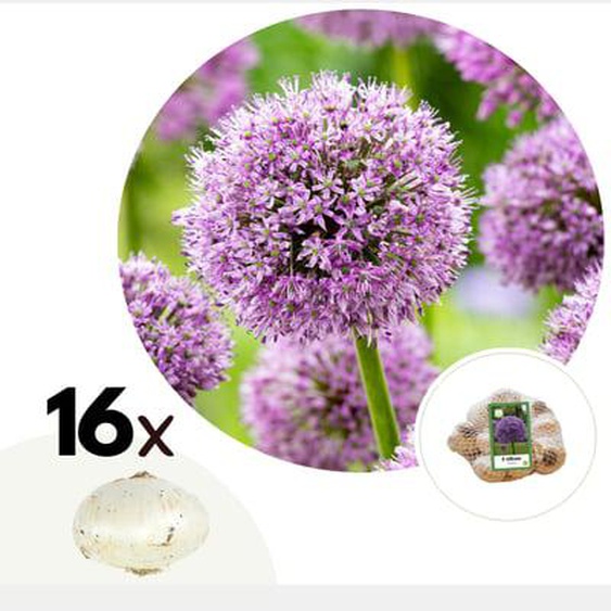 Ail - Set de 16 - Allium Gladiator - Bulbes à fleurs - Violet