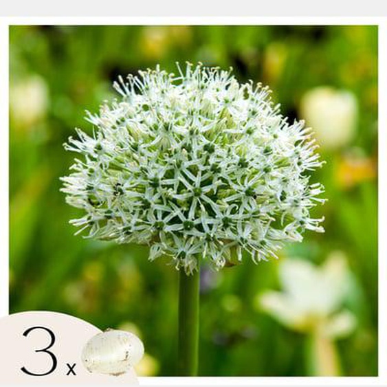 Allium Mount Everest - Bulbes x3 - Allium - Blanc
