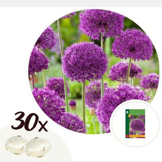 Ail - Set de 30 - Allium Purple Sensation - Bulbes à fleurs - Violet