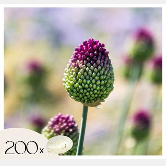 Allium Sphaerocephalon - Bulbes x200 - Allium Sphérocéphale - Bulbes à Fleurs