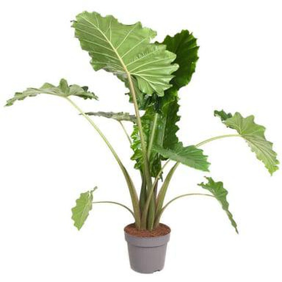 Plante éléphant - Alocasia Portodora - Hauteur 110-120cm - ¿32cm