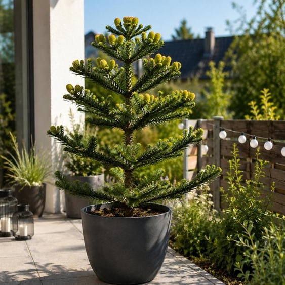 Araucaria araucana (araucaria du Chili), de 60 à 80 cm. Conifère résistante au froid, également appelée araucaria du Chili, pin dAndes ou arbre aux singes, idéale pour les jardins