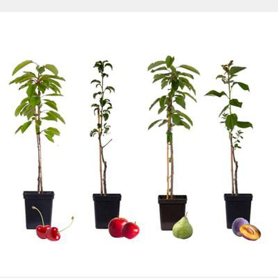 Mélange darbres fruitiers - Set de 4 - Malus, Pryus, Prunus - H60-70cm - ¿9cm