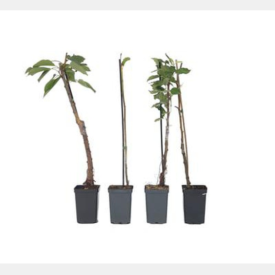 Mélange darbres fruitiers - Set de 8 - Malus, Pryus, Prunus - H60-70cm - ¿9cm