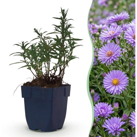 Aster (D) Méditerranéen - Aster marin - Attire les abeilles et les papillons - Violet - 12 plants - 15-25cm - Ø11cm - Plante de jardin