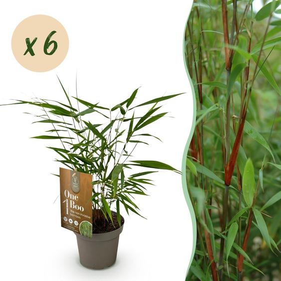 Bambou - Fargesia Asian Wonder - Feuillage persistant - Non-rotatif - Vert - 6 Plantes - 25-35cm - Ø14cm - Plante de jardin