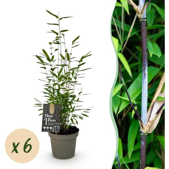 Bambou - Fargesia Black Dragon - Feuillage persistant - Vert - 6 Plantes - 25-35cm - Ø14cm - Plante de jardin