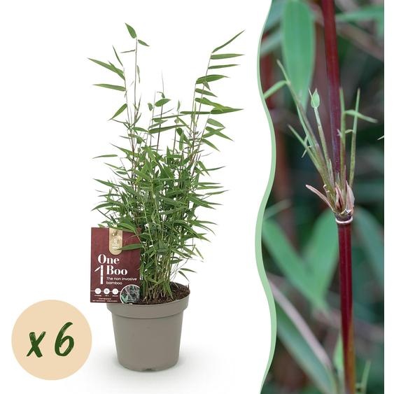 Bambou - Fargesia Red Dragon - Persistant - Non envahissant - Vert - 6 Plantes - 25-35cm - Ø14cm - Plante de jardin