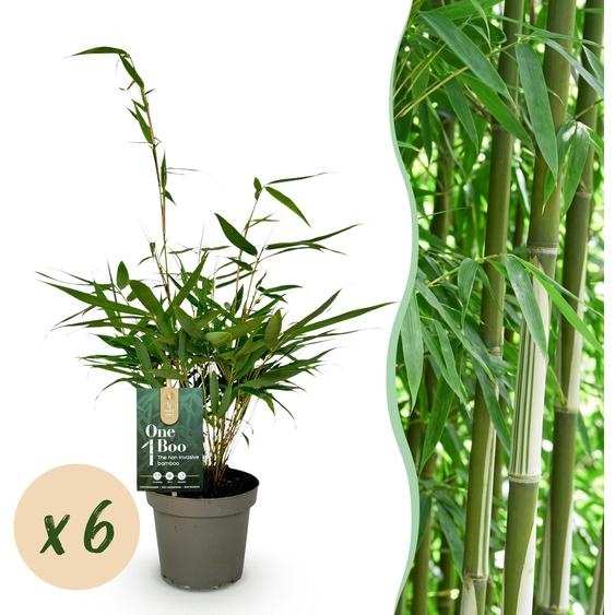 Bambou - Fargesia robusta Pingwu - Feuillage persistant - Non envahissant - Vert - 6 Plantes - 25-35cm - Ø14cm - Plante de jardin