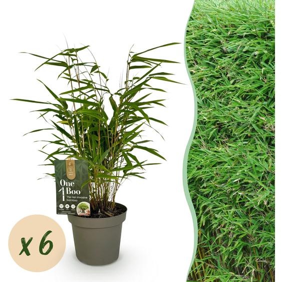 Bambou - Fargesia Rufa - Persistant - Non envahissant - Vert - 6 Plantes - 25-35cm - Ø14cm - Plante de jardin