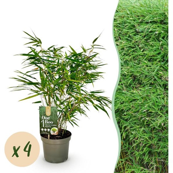 Bambou - Fargesia rufa - Vert - 4 Plantes - Persistant - Non envahissant - Pot 17cm Hauteur 60cm - 50-60cm - Ø17cm - Plante de jardin