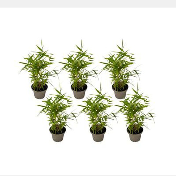 Bambou - Lot de 6 - Fargesia nitida Black Dragon - Hauteur 25-40cm - ¿14cm