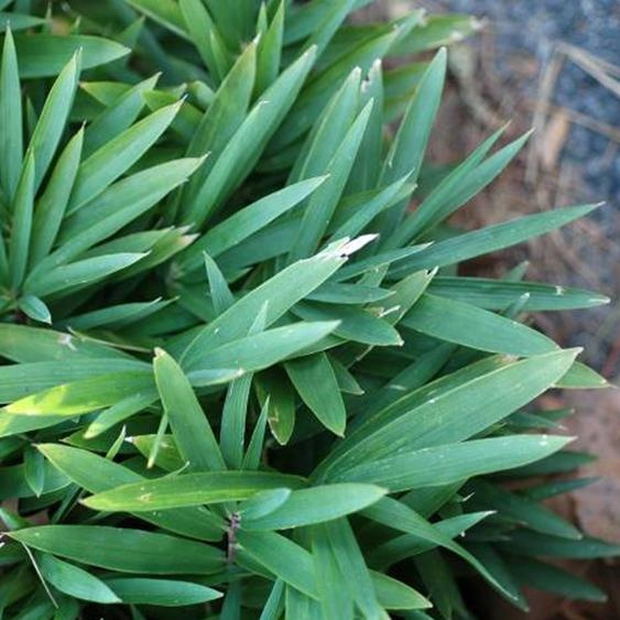 6 plants de bambou nain - Pleioblastus pygmaeus Distichus | Pot de 9x9 cm