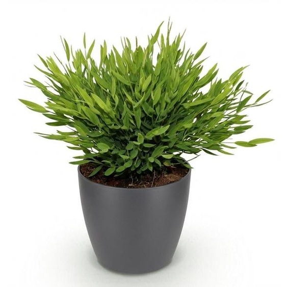 Bambou Pogonatherum, plante dintérieur, dans un pot gris