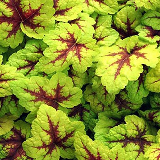 6 plants de Heucherella Stoplight (Bastardschaumblüte) | Pot de 9x9 cm