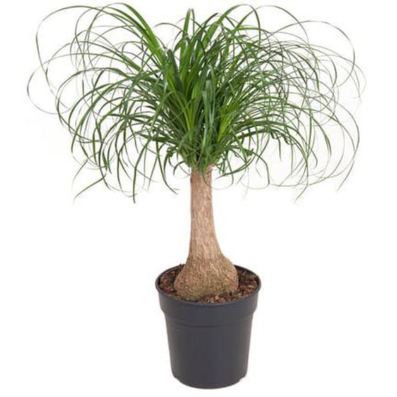 Pied déléphant - Beaucarnea recurvata - Hauteur 60-70cm - ¿21cm