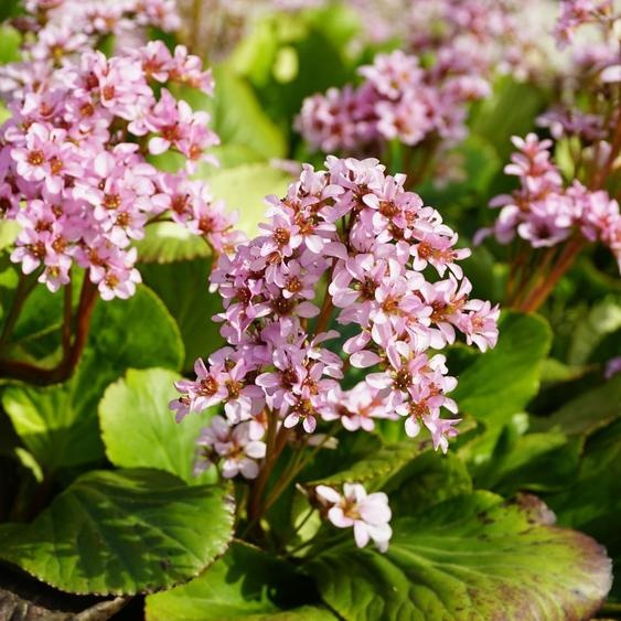 Bergenia cordifolia – 24 plantes – 10-25 cm – Ø 9 cm – Plante vivace à feuilles persistantes avec des fleurs roses – Plante de jardin résistante au froid pour parterres, ombrage et couvre-sol