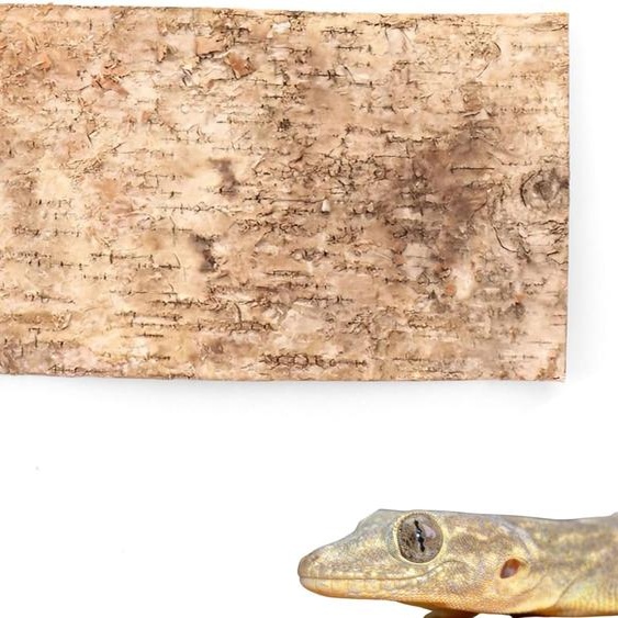 BioBirch Bark Fond décorce de bouleau pressé 40x20cm
