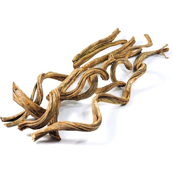 BioCurly liane grimpante pour terrarium 50cm