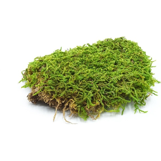 BioFlat Terrariummoos 500g - Naturel et sans substances nocives