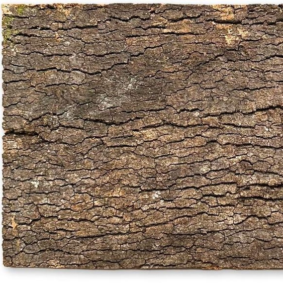 BioVirgin Cork Background Dark 60x30cm Fond en liège pour terrariums