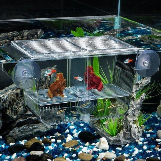 Boîte délevage pour aquarium avec 6 pinces - Incubateur en acrylique pour alevins - Crevettes - Betta - Guppy - Platy