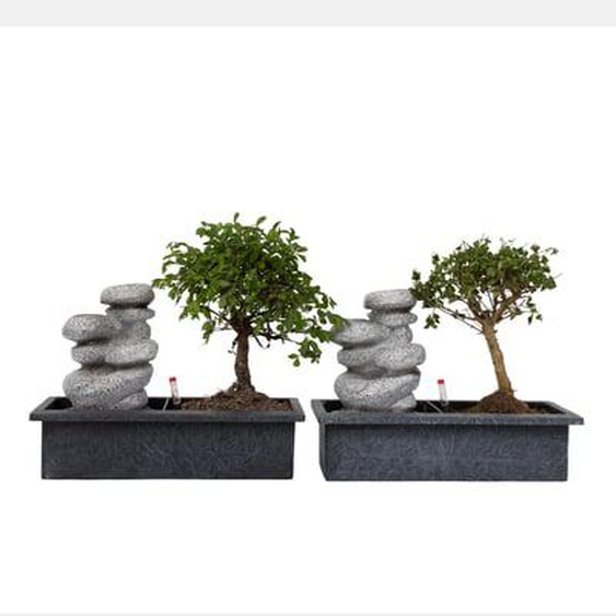 Bonsaï - Set de 2 - Bonsai - Hauteur 25-35cm - ¿29cm