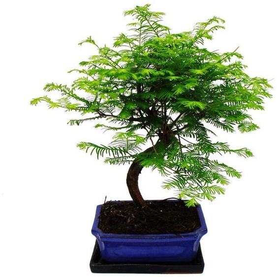 Bonsaï dextérieur Metasequoia glyptostroboides - séquoia primitif - pot de 23 cm