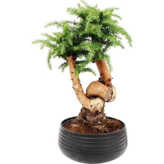 Bonsaï dintérieur - Araucaria cunninghamii - Sapin dintérieur hauteur env. 65cm - coupe 26cm noir céramique