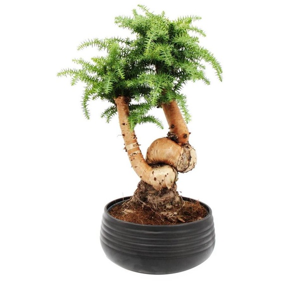 Bonsaï dintérieur - Araucaria cunninghamii - Sapin dintérieur hauteur env. 65cm - coupe 26cm noir céramique