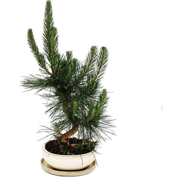 Bonsaï - Pinus thunbergii - pin noir du Japon - environ 19 ans