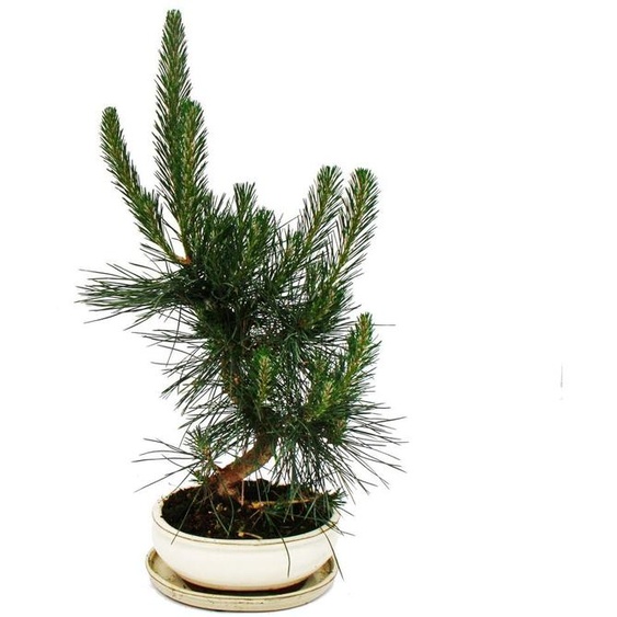 Bonsaï - Pinus thunbergii - pin noir du Japon - environ 19 ans