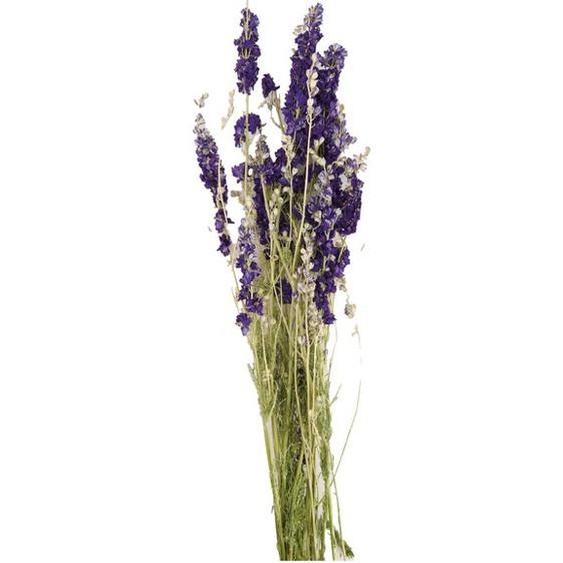 PRIX FOUS Bouquet de Delphinium séché violet 58cm